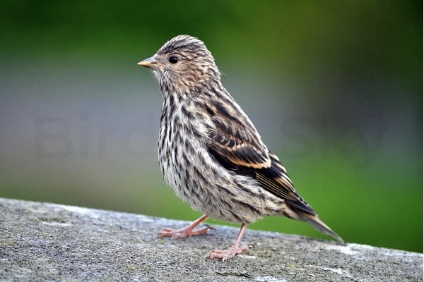 Pine Siskin