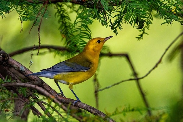 Prothonotary Warbler