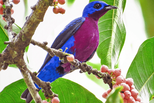 Purple-breasted Cotinga