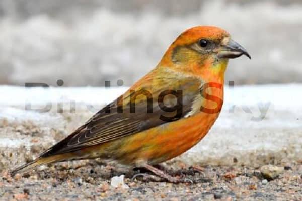 RED CROSSBILL