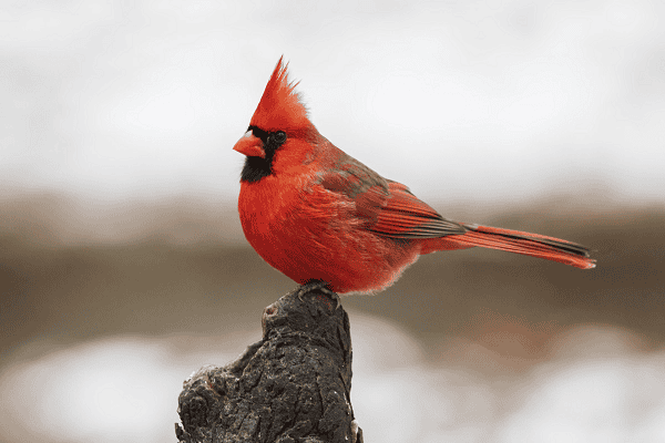 Red Cardinals Symbolism