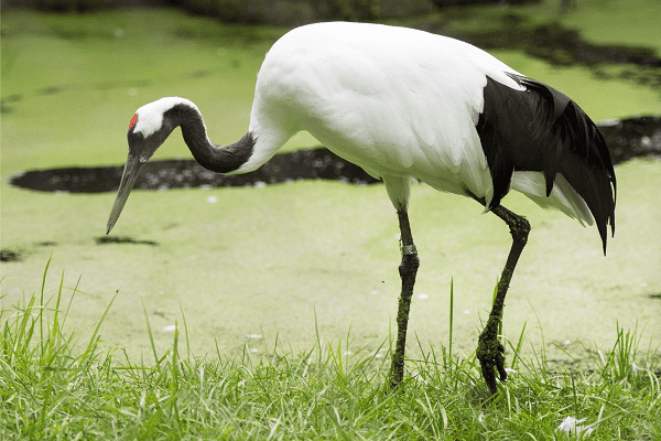 Red-Crowned Crane