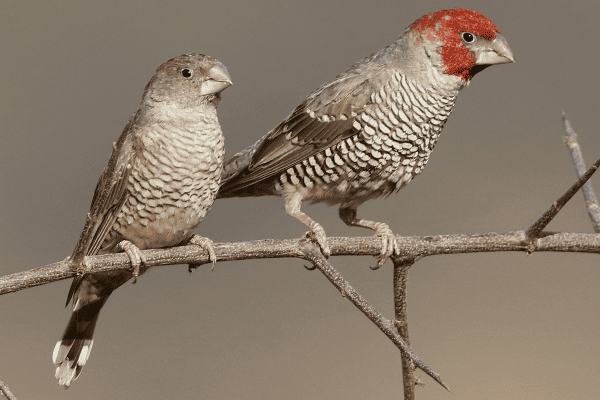 Red-Headed Finch