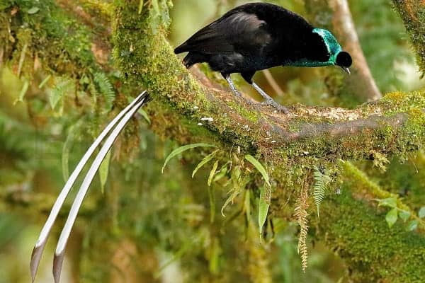 Ribbon-tailed Astrapia