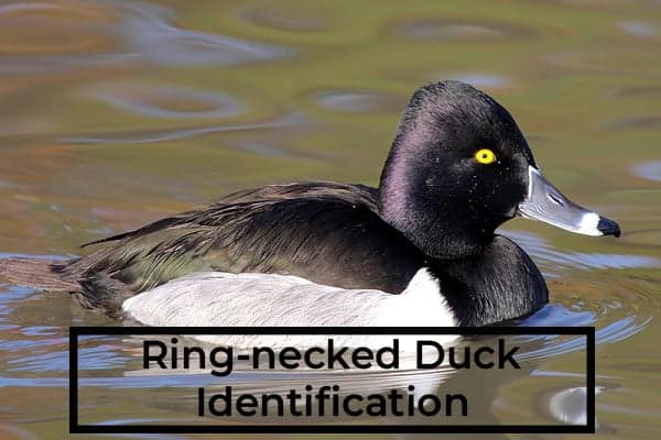 Ring-Necked Duck