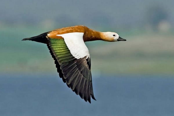 Ruddy shelduck meaning