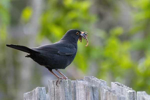 RUSTY BLACKBIRD