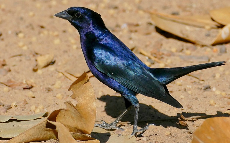 SHINY COWBIRD