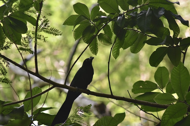 SMOOTH-BILLED ANI