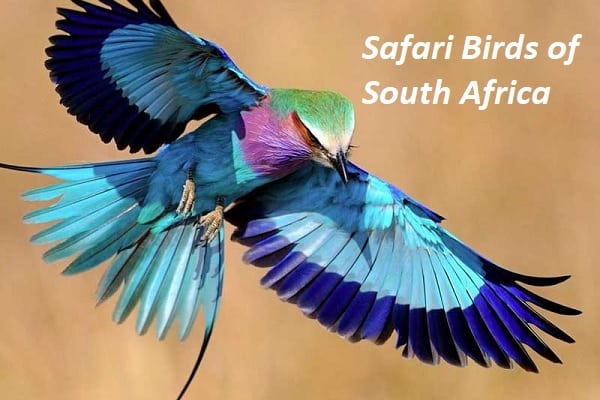 Safari Birds of South Africa