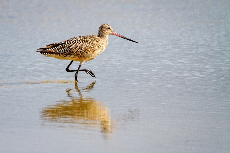 Solitary Sandpiper