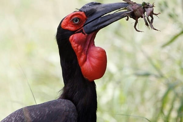 Southern Ground Hornbill