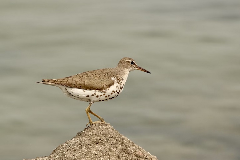 Spotted Sandpiper