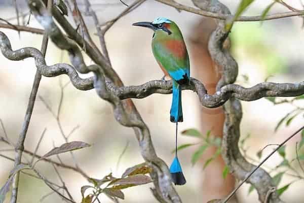 Turquoise-browed Motmot