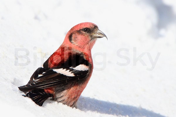 WHITE-WINGED CROSSBILL