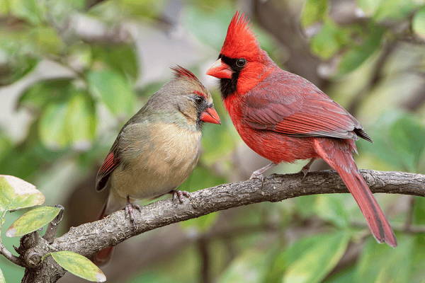 What It Means When You See Red Cardinals