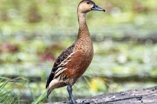 Whistling Duck