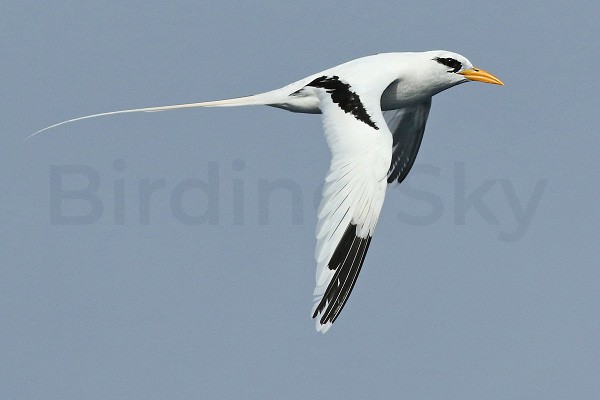 White-tailed Tropicbird