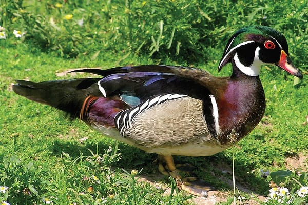 Wood Duck