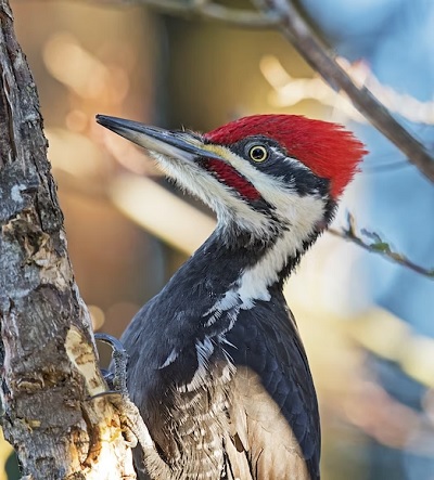 Woodpecker Cultural and Spiritual Significance