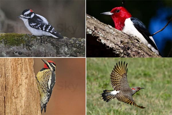 Woodpeckers in Wisconsin