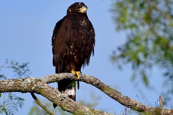 Zone-Tailed Hawk