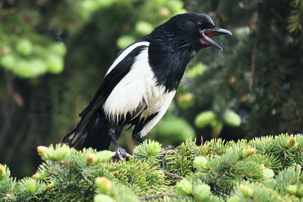 Black-billed Magpie