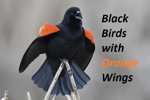 Black Birds With Orange Wings