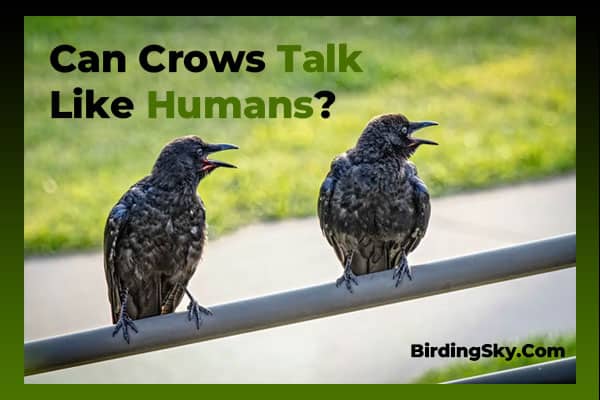 can crows talk