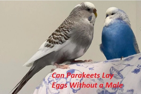 Can Parakeets Lay Eggs