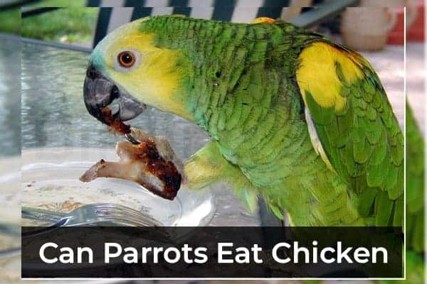 can parrots eat chicken