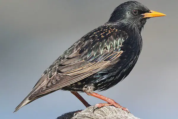 Common Starling