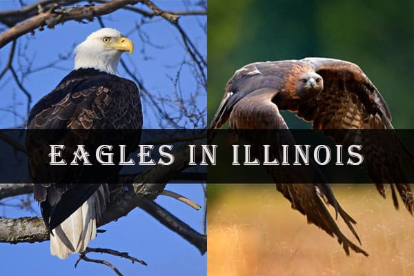 Eagles in Illinois