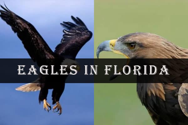 Eagles In Florida