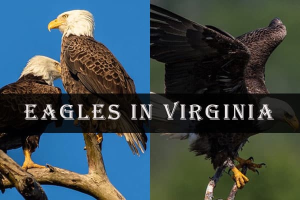 eagles in virginia