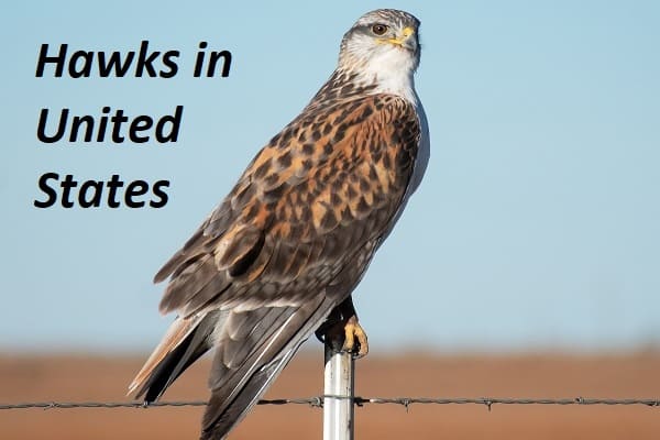 hawks in united states