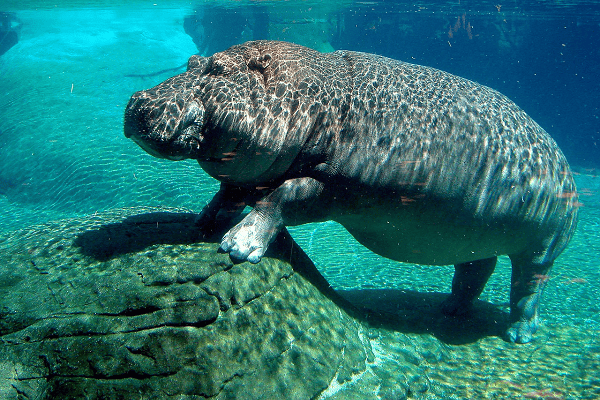 how fast can hippos run underwater