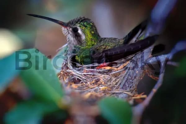 hummingbirds Nest Building