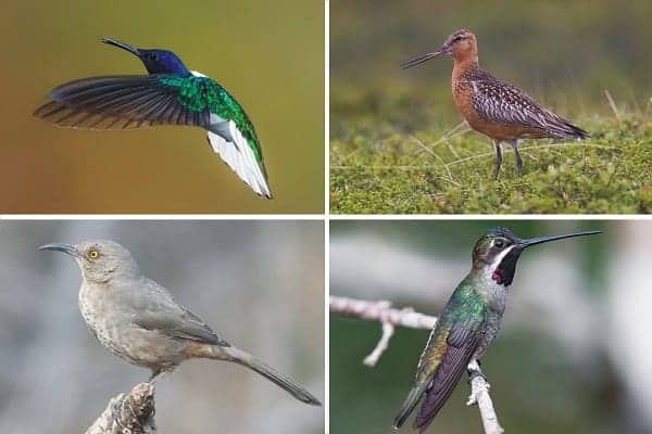 small birds with long beaks