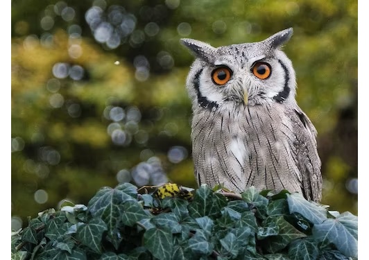 spiritual meaning of owls in dreams