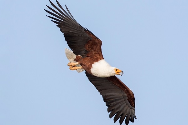 what does the african fish eagle eat