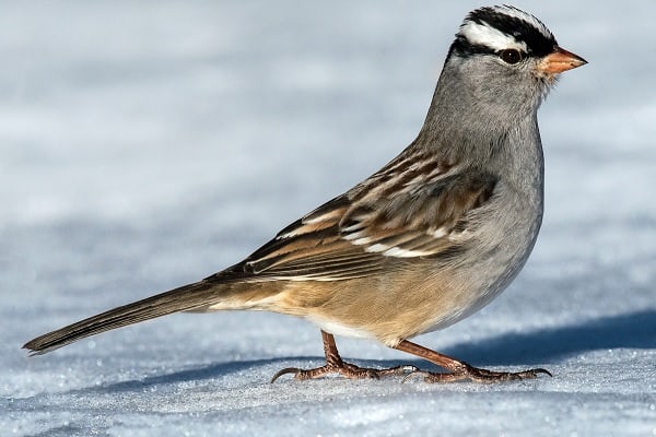  White-Crowned Sparrow