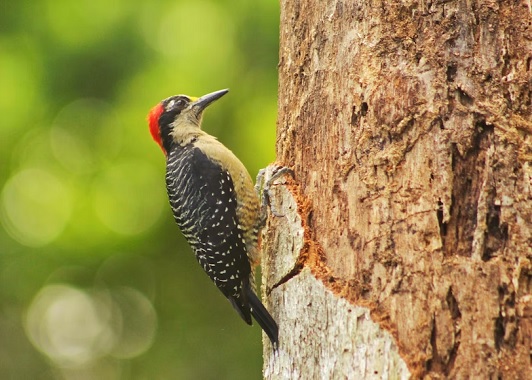 woodpecker spiritual meaning love