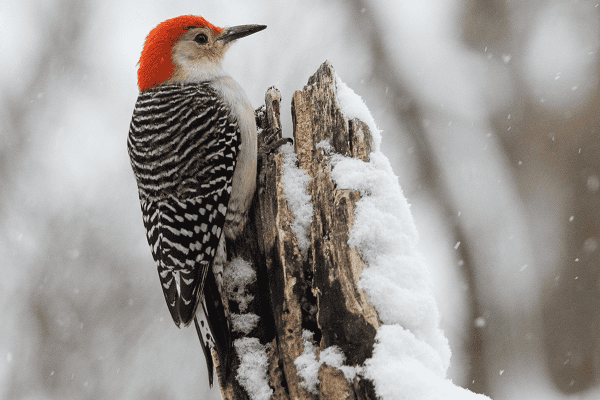 woodpecker spiritual