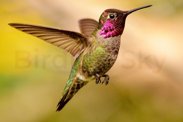 Anna's Hummingbird