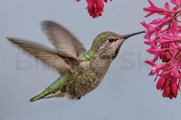 Anna's Hummingbird