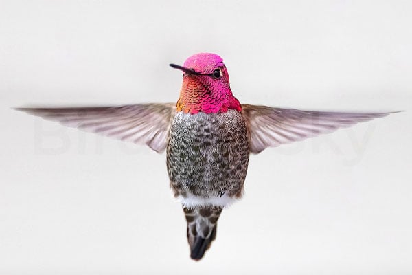 Anna’s Hummingbird