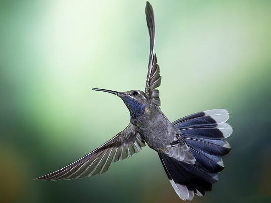 Blue-throated mountain Gem