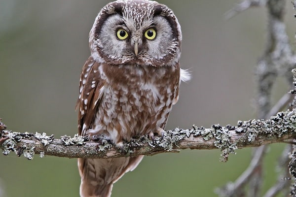 Boreal Owl