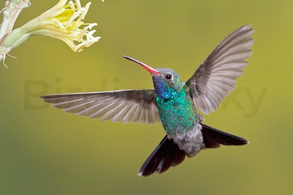 Broad-Billed Hummingbird